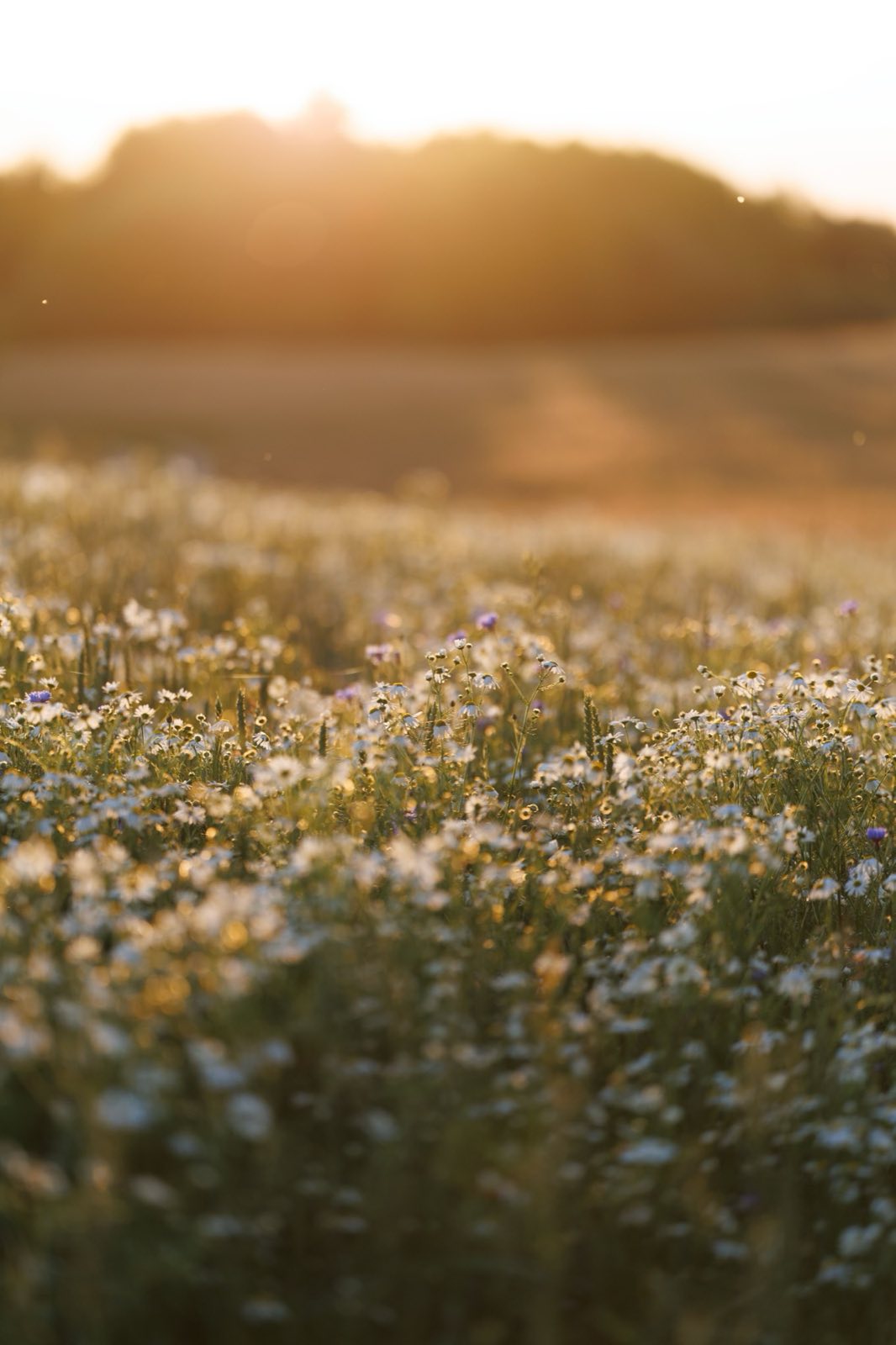Atmospheric meadow at sunset used as concept imagery