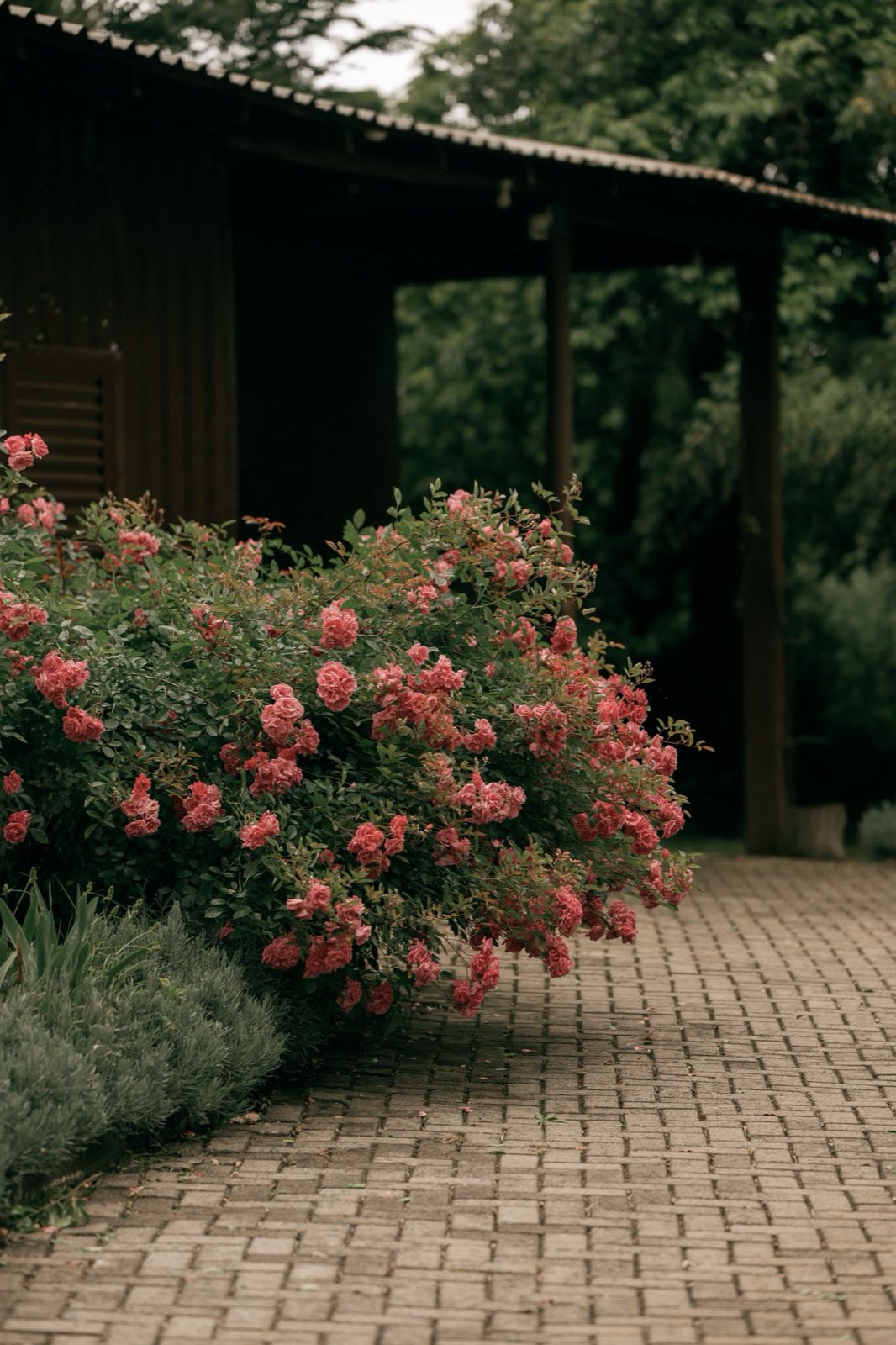 Atmospheric rose garden path used as concept imagery